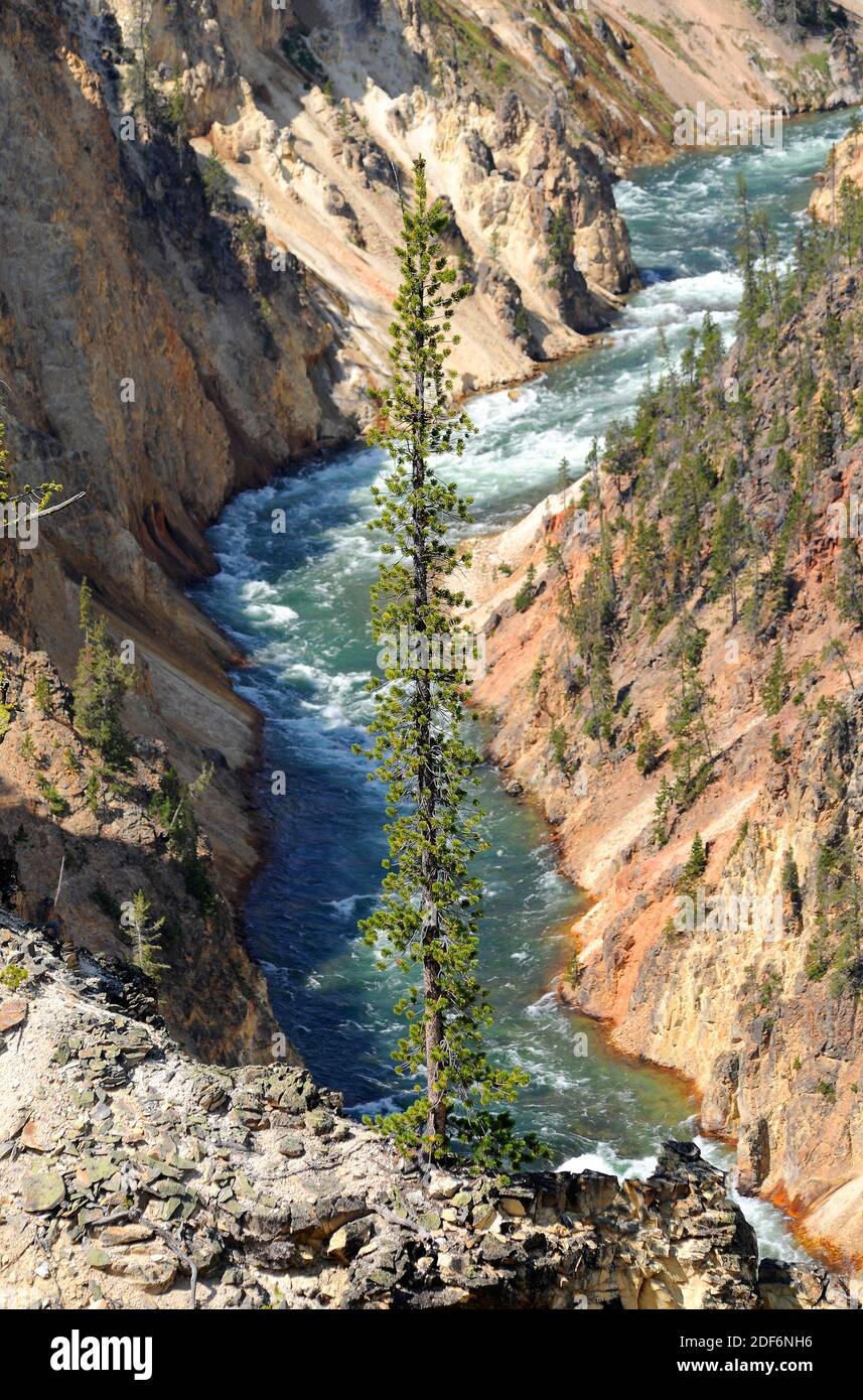 Lodgepole pine (Pinus contorta) is a coniferous tree native to western USA. This photo was taken in Yellowstone Canyon, Yellowstone National Park, Stock Photo