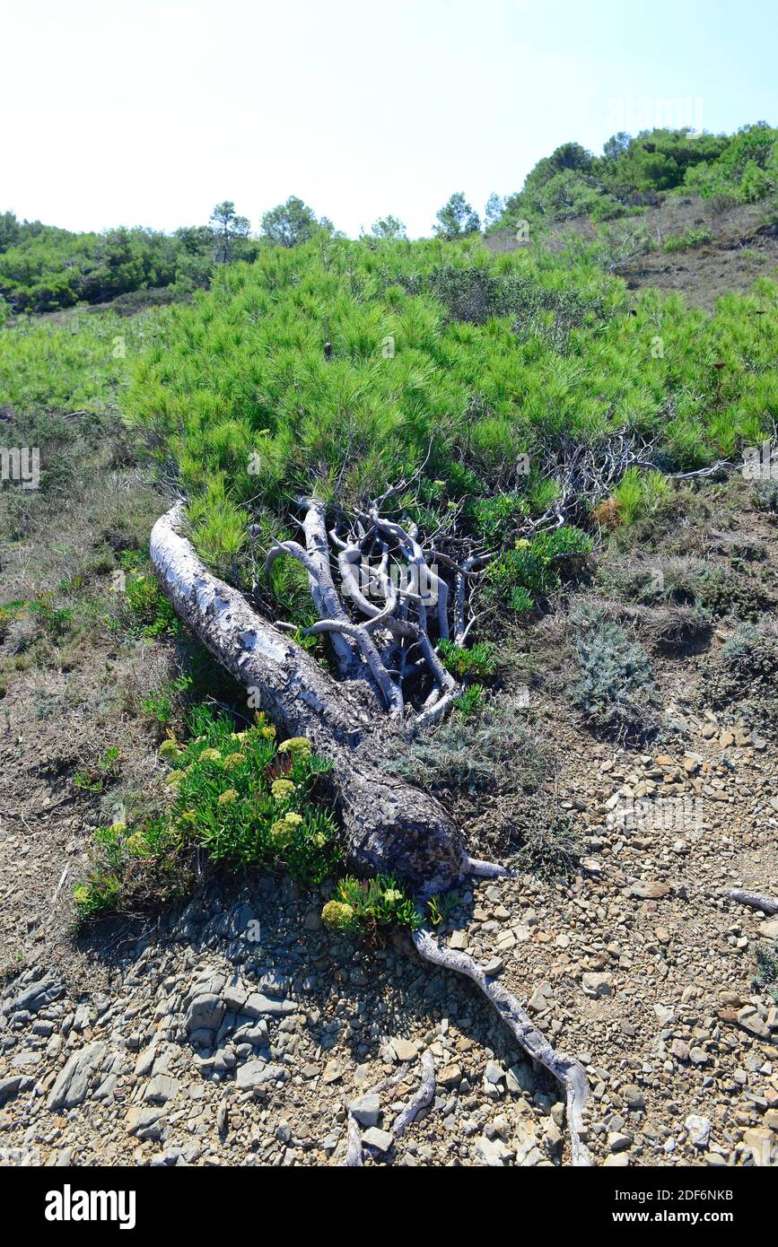Aleppo pine (Pinus halepensis) is a coniferous tree native to Mediterranean Basin. It is specially abundant in eastern Spain. Wind adaptation. This Stock Photo
