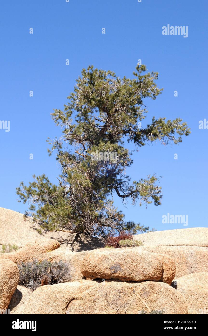 Single-leaf pinyon (Pinus monophylla) is a coniferous tree native to western USA and Baja California (Mexico). This photo was taken in Joshua Tree Stock Photo