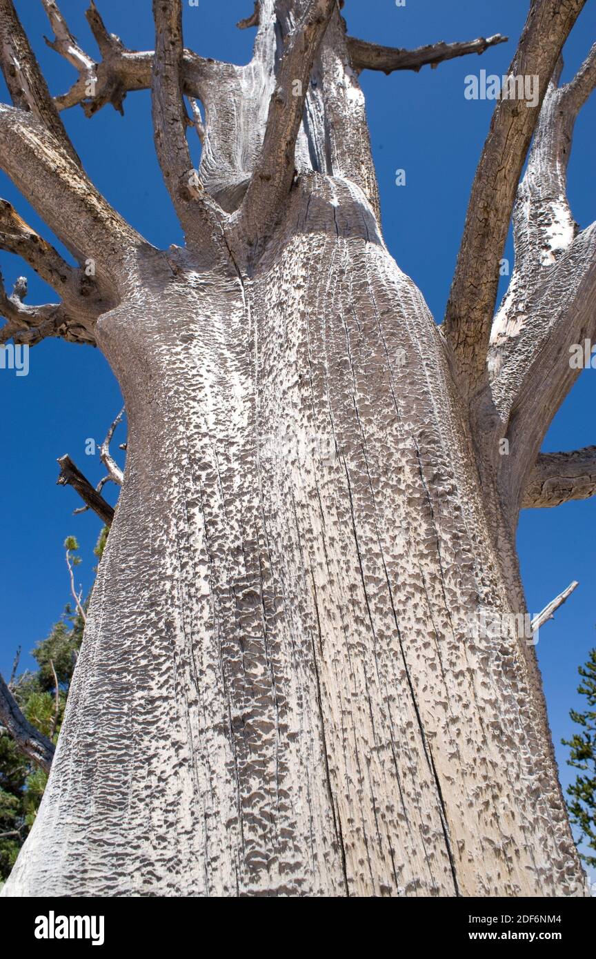Great Basin bristlecone pine (Pinus longaeva) is a coniferous tree very long-lived (more than 5,000 years). Dead specimen. Is native to California, Stock Photo