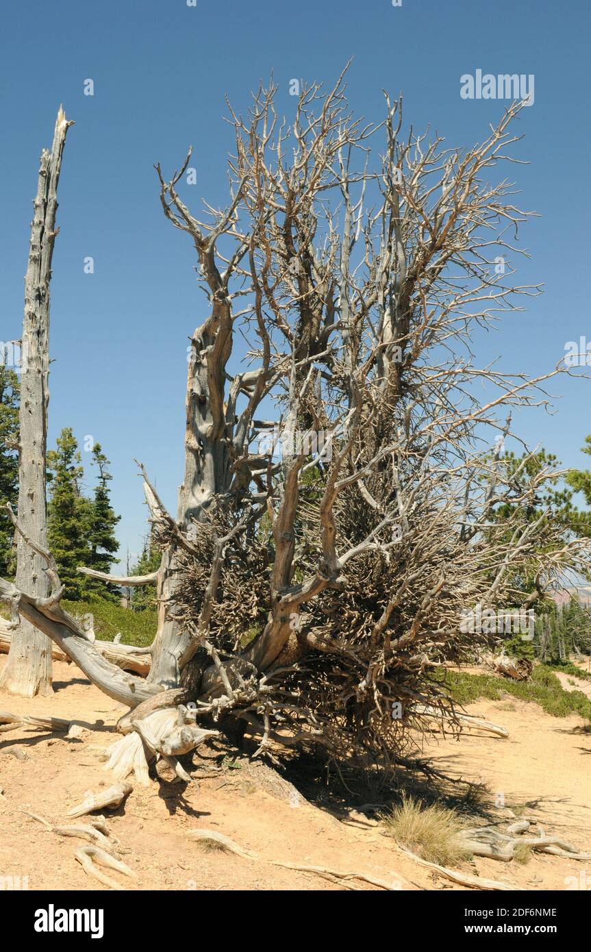 Great Basin bristlecone pine (Pinus longaeva) is a coniferous tree very long-lived (more than 5,000 years). Dead specimen. Is native to California, Stock Photo