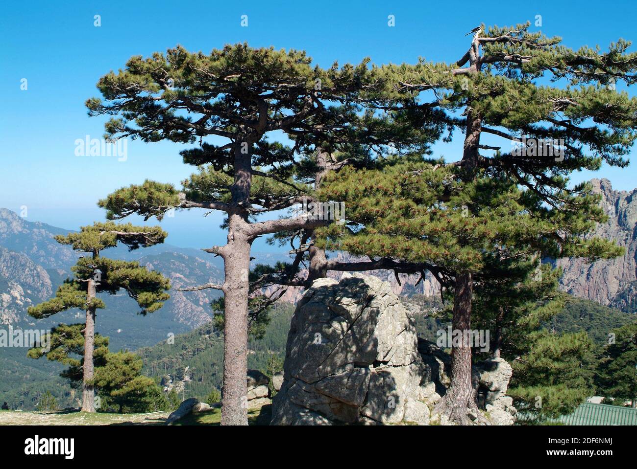 Corsican pine (Pinus nigra corsicana) is a coniferous tree native to Corsica. This photo was taken in Aiguilles de Bavella, Corsica, France. Stock Photo