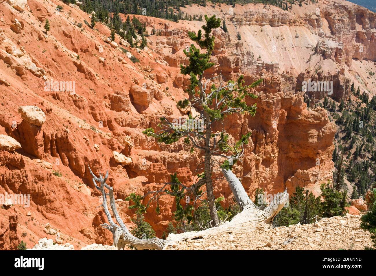 Great Basin bristlecone pine (Pinus longaeva) is a coniferous tree very long-lived (more than 5,000 years). Is native to California, Nevada and Utah. Stock Photo