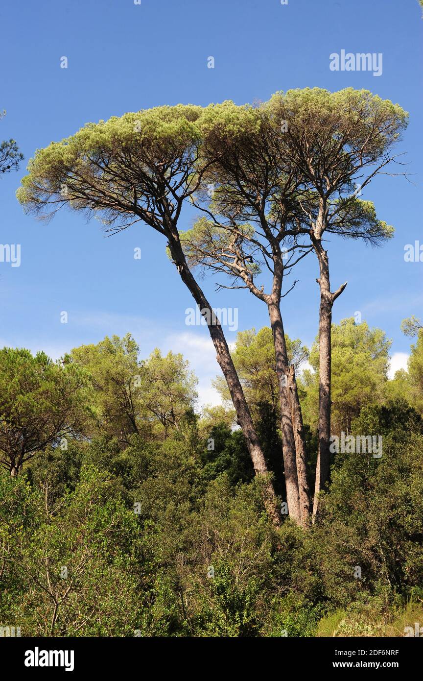 Stone pine (Pinus pinea) is a coniferous tree native to Southern Europe. Its pine nuts are edible. Is a singular tree named Pi de les quatre besses Stock Photo