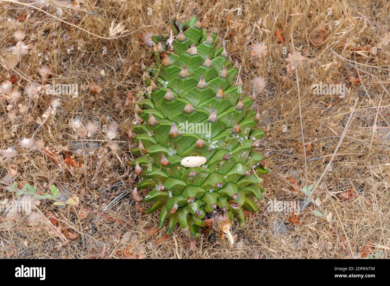 California foothill pine or digger pine (Pinus sabiniana or Pinus ...