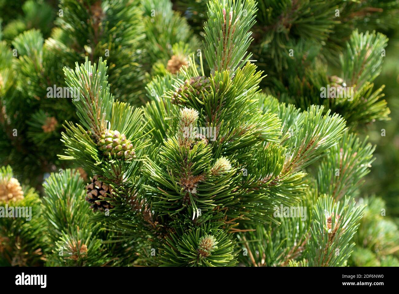 Albar High Resolution Stock Photography And Images Alamy