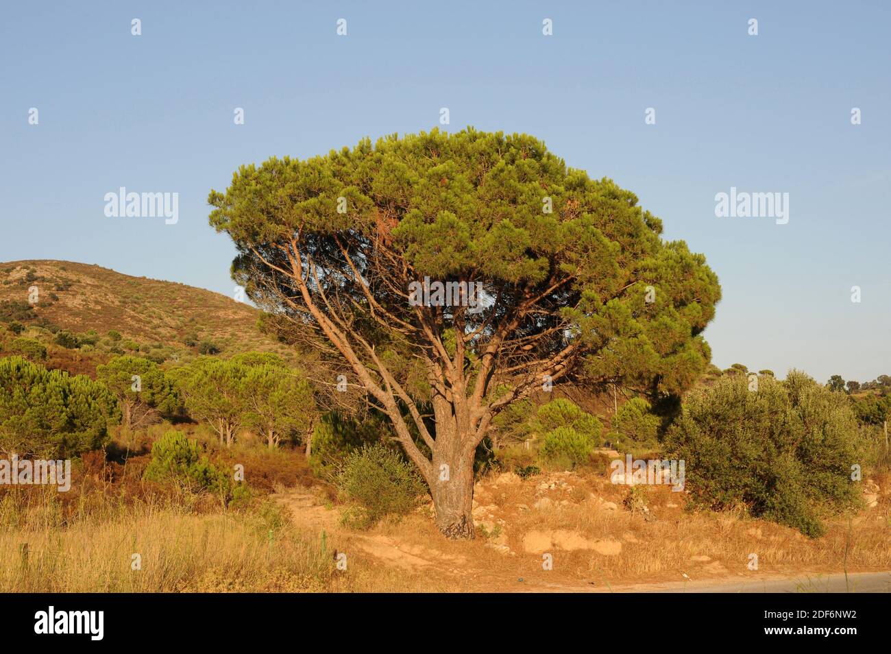 Cap nut hires stock photography and images Alamy