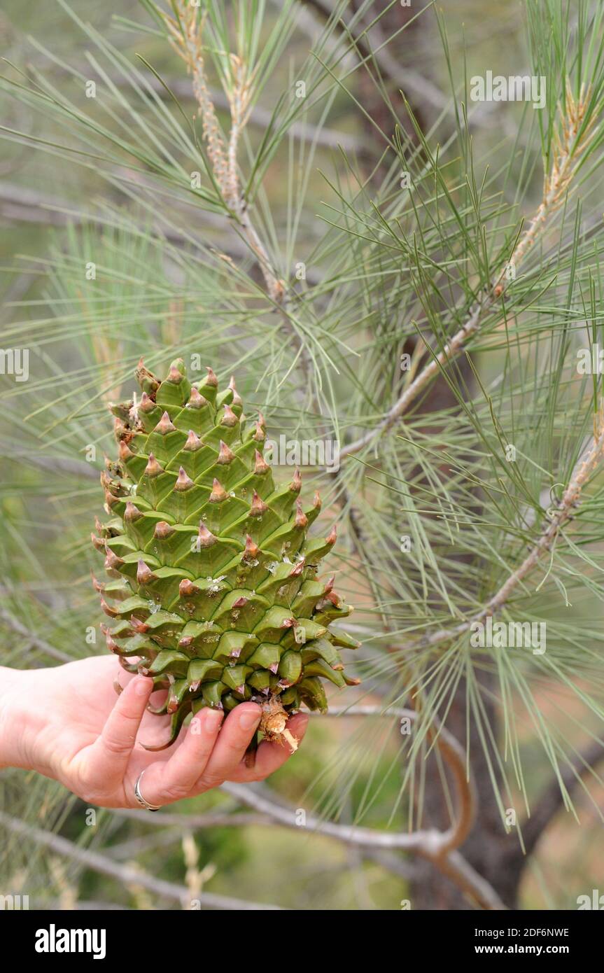 California foothill pine or digger pine (Pinus sabiniana or Pinus sabineana) is a coniferous tree endemic to California. Cone and leaves detail. This Stock Photo