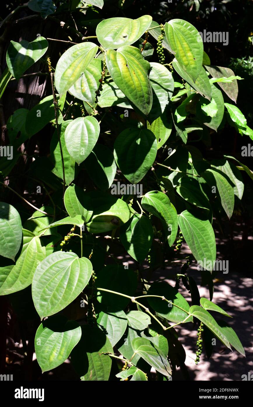 Black pepper (Piper nigrum) is a vine native to south India. Is