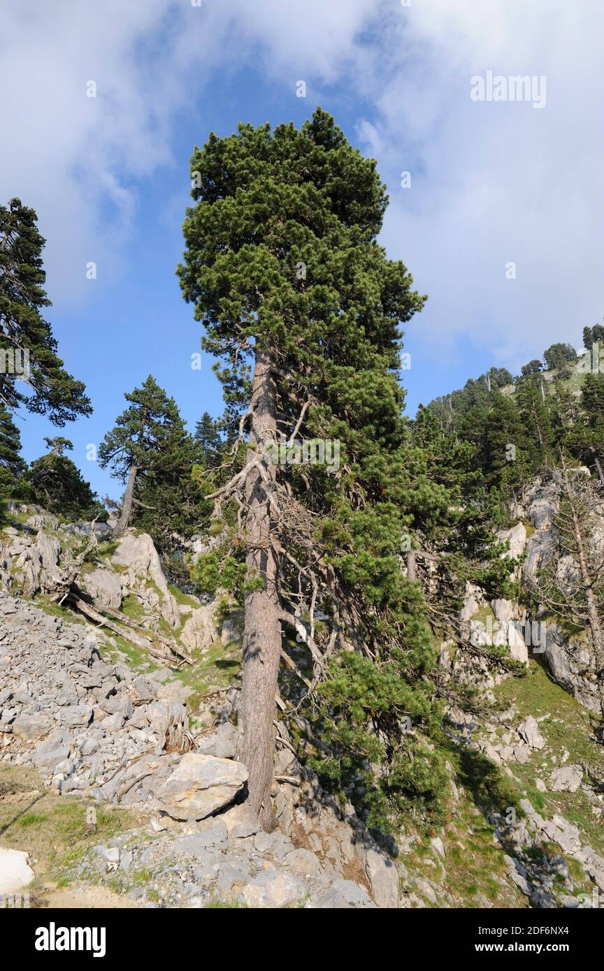 Pino negro (Pinus uncinata or Pinus mugo uncinata) is a coniferous tree native to Pyrenees, Sierra de Gudar, Sierra Cebollera and Alps. This photo Stock Photo