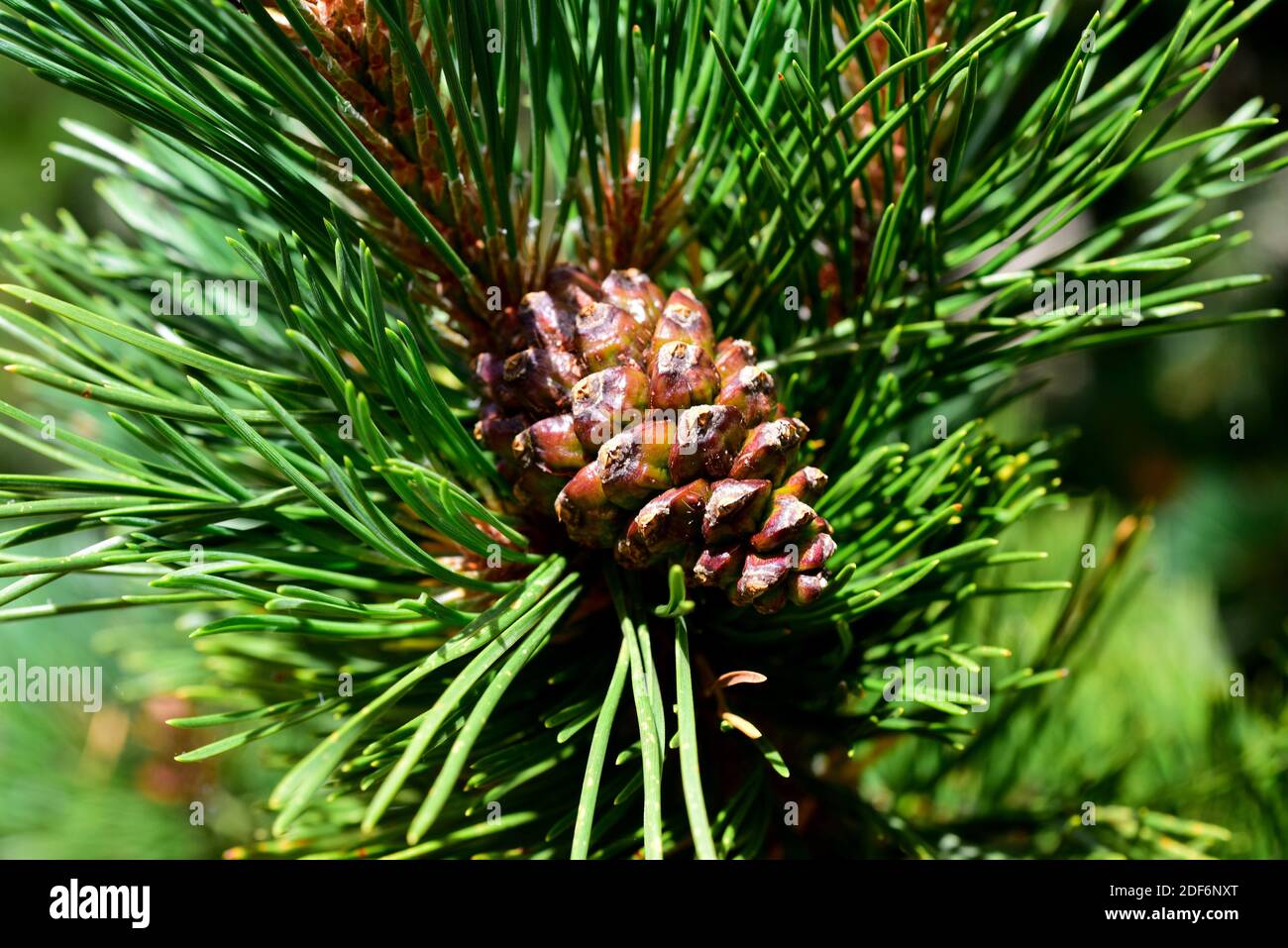 Pino negro (Pinus uncinata or Pinus mugo uncinata) is a coniferous tree native to Pyrenees, Sierra de Gudar, Sierra Cebollera and Alps. Cones and Stock Photo