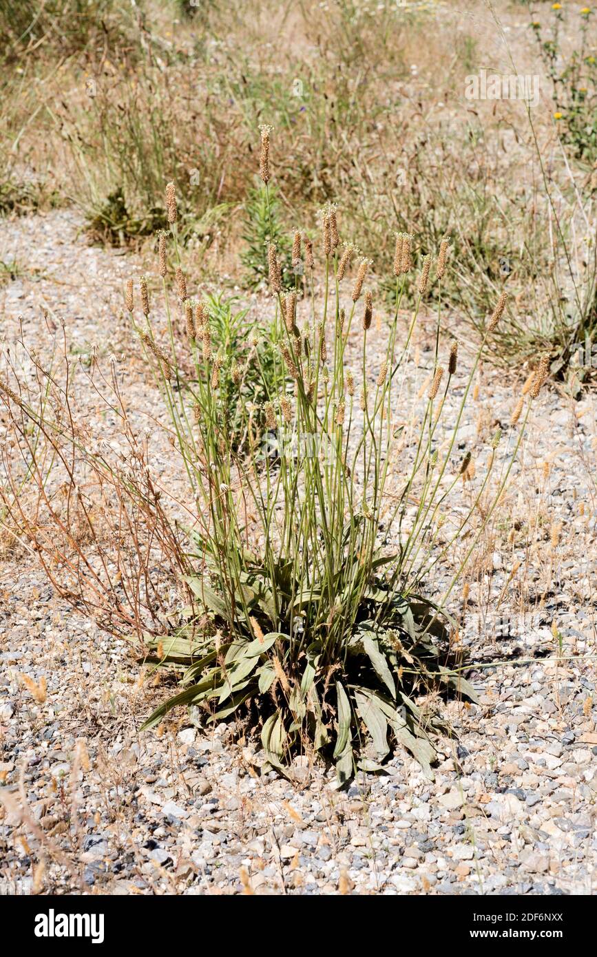 Narrowleaf plantain or ribwort plantain (Plantago lanceolata) is a medicinal perennial herb native to Eurasia and introduced in America and Stock Photo
