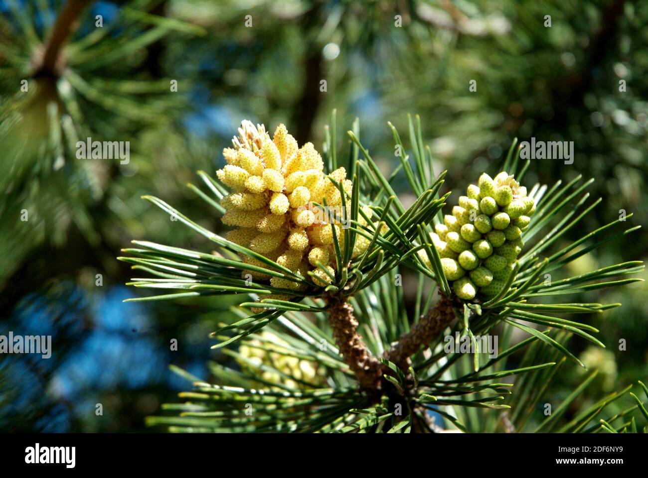 Pino negro (Pinus uncinata or Pinus mugo uncinata) is a coniferous tree native to Pyrenees, Sierra de Gudar, Sierra Cebollera and Alps. Male flowers Stock Photo