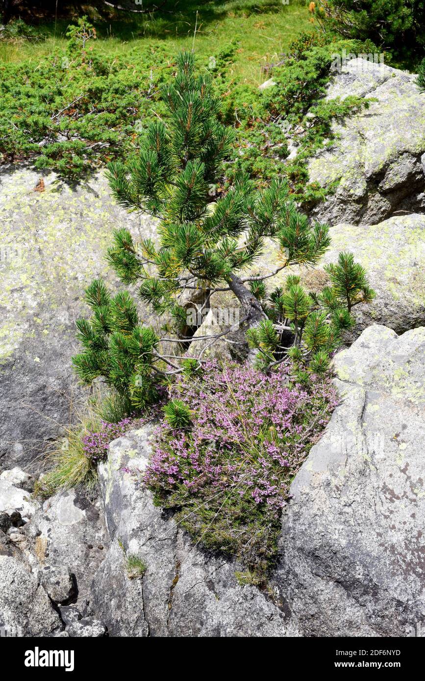 Pino negro (Pinus uncinata or Pinus mugo uncinata) is a coniferous tree native to Pyrenees, Sierra de Gudar, Sierra Cebollera and Alps. This photo Stock Photo