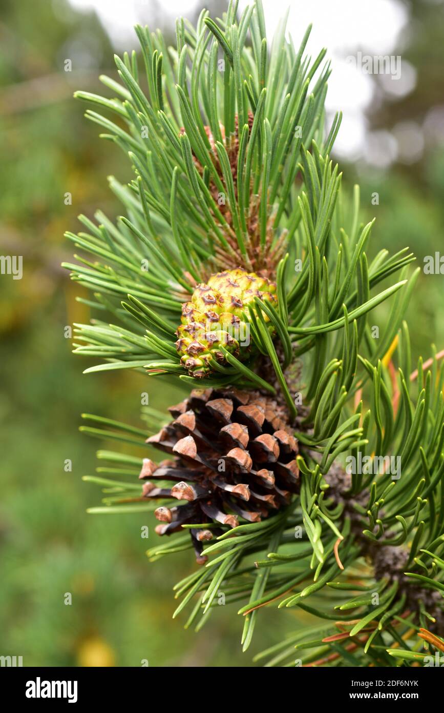 Pino negro (Pinus uncinata or Pinus mugo uncinata) is a coniferous tree native to Pyrenees, Sierra de Gudar, Sierra Cebollera and Alps. Cones and Stock Photo
