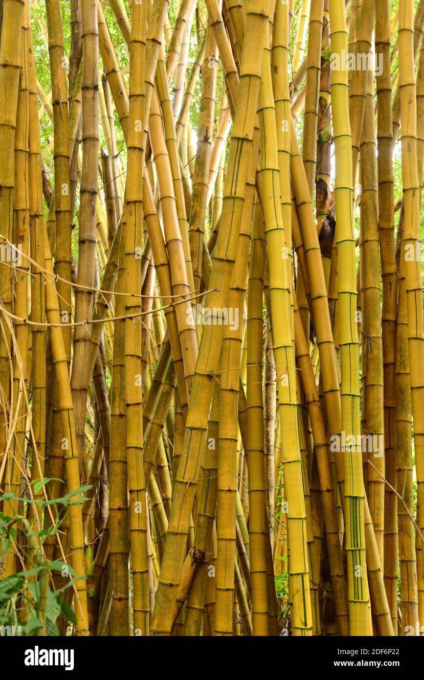 Painted bamboo (Bambusa vulgaris vittata) is a perennial gras native to