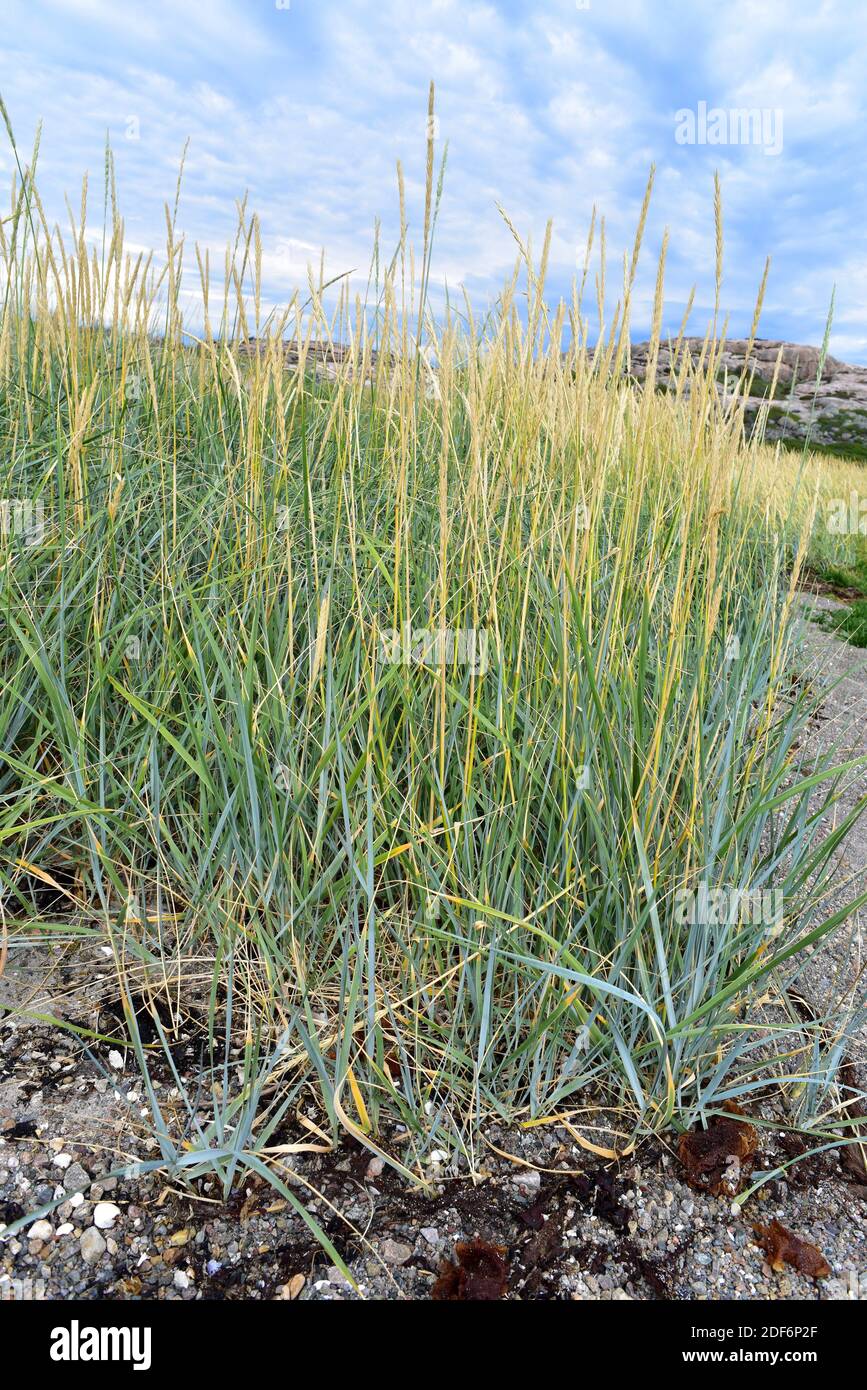 Blue lyme grass or sea lyme grass (Leymus arenarius or Elymus arenarius) is a perennial herb native to west north Europe. This photo was taken in Stock Photo