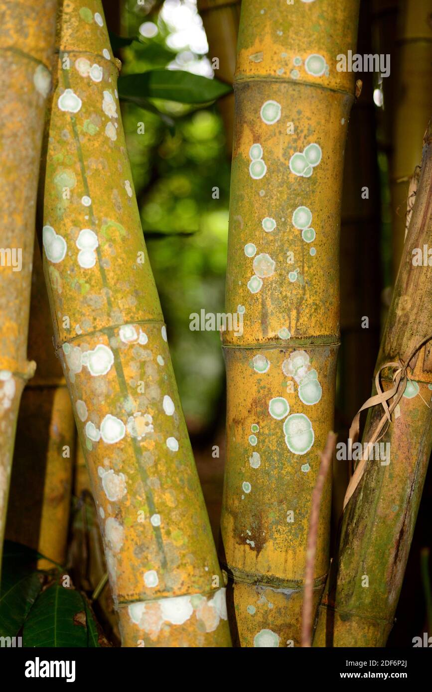 Painted bamboo (Bambusa vulgaris vittata) is a perennial gras native to