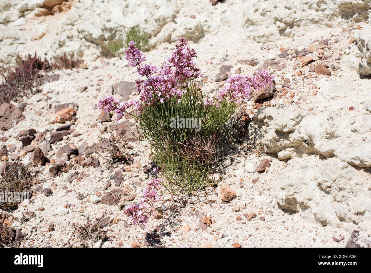 Siempreviva rosa or siempreviva de saladar (Limonium insigne) is a subshrub endemic to southeastern Spain. This photo was taken in Cabo de Gata Stock Photo
