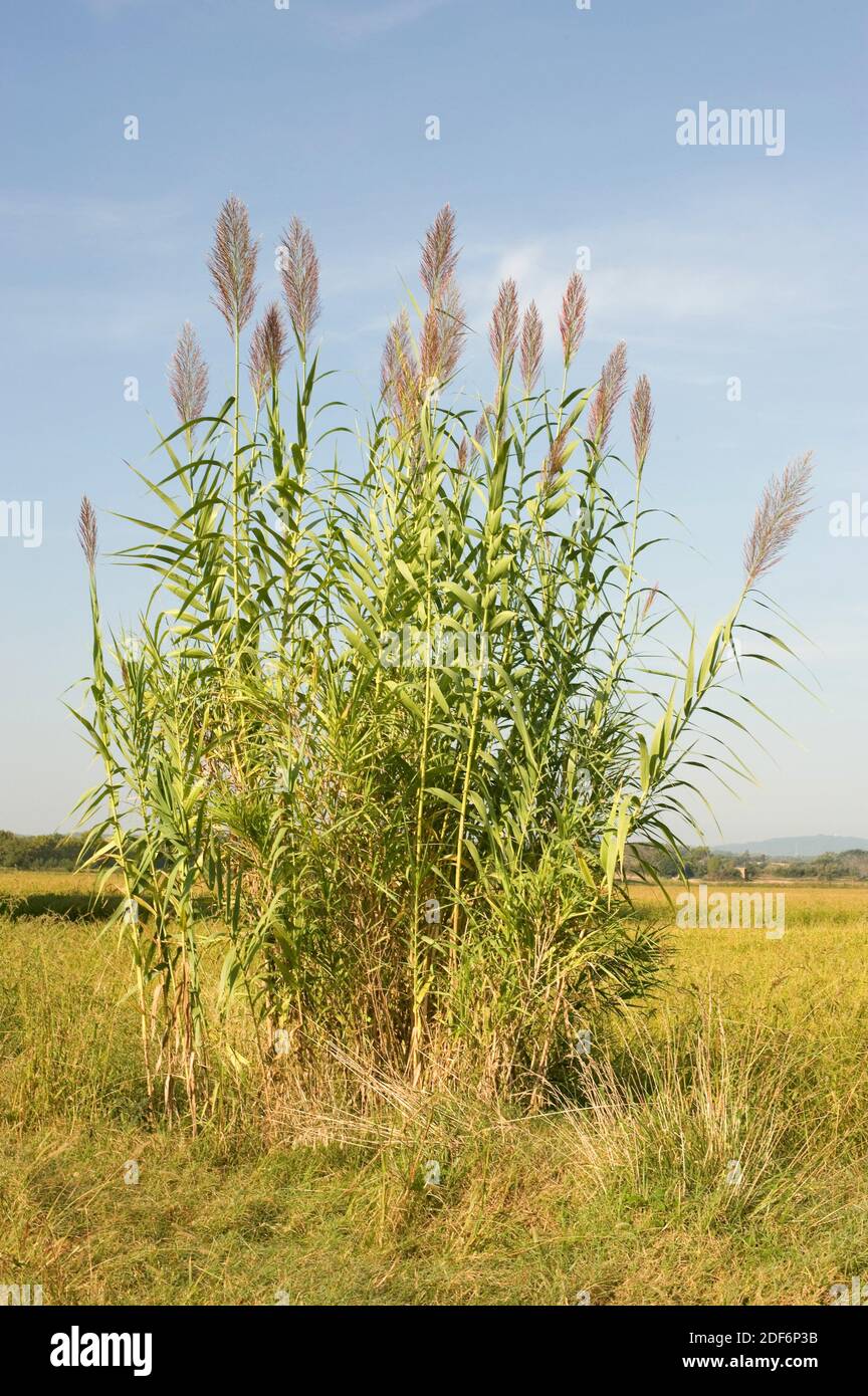 Giant reed grass hires stock photography and images Alamy