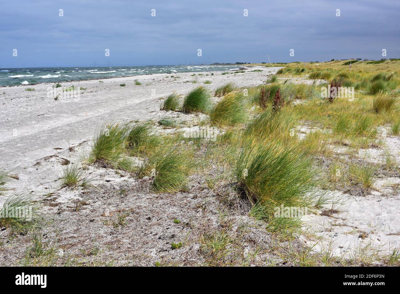 European beachgrass or European marram grass (Ammophila arenaria) is a perennial herb native to coastlines of Europe and north Africa. This photo was Stock Photo