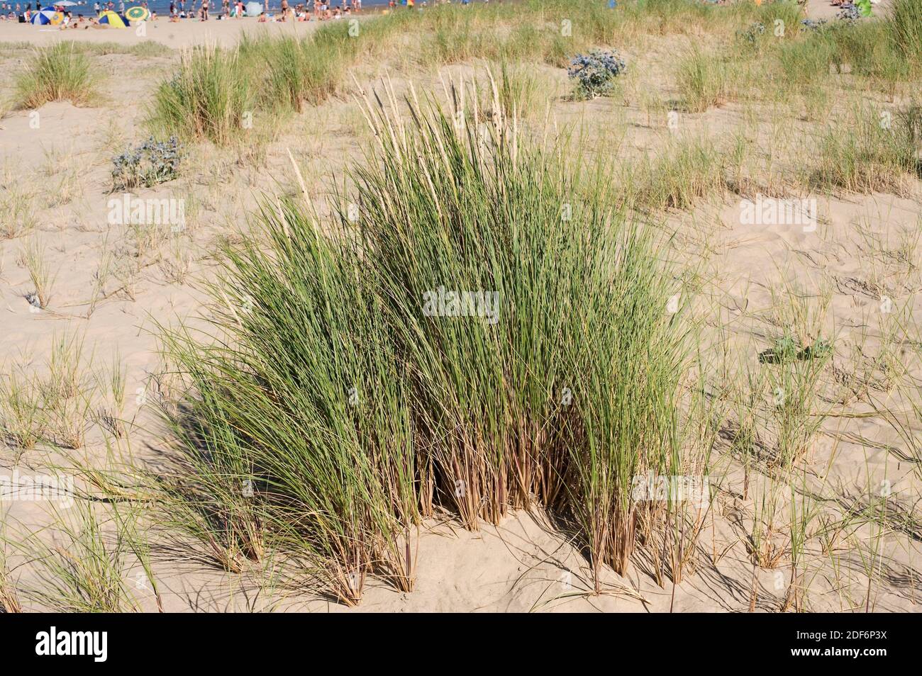 European beachgrass or European marram grass (Ammophila arenaria) is a perennial herb native to coastlines of Europe and north Africa. This photo was Stock Photo