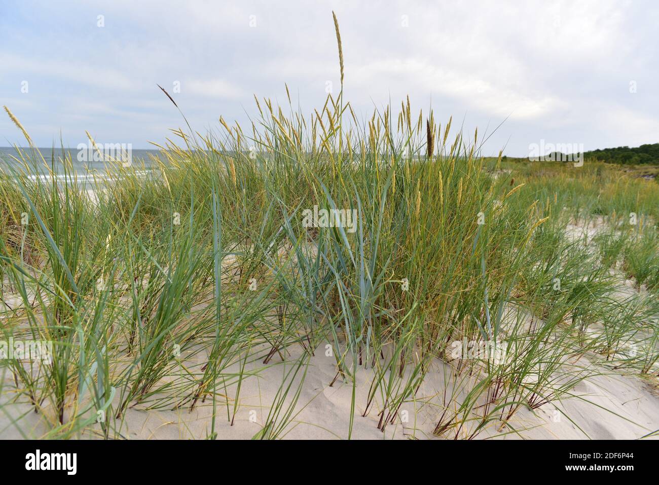Blue lyme grass or sea lyme grass (Leymus arenarius or Elymus arenarius) is a perennial herb native to west north Europe. This photo was taken in Stock Photo