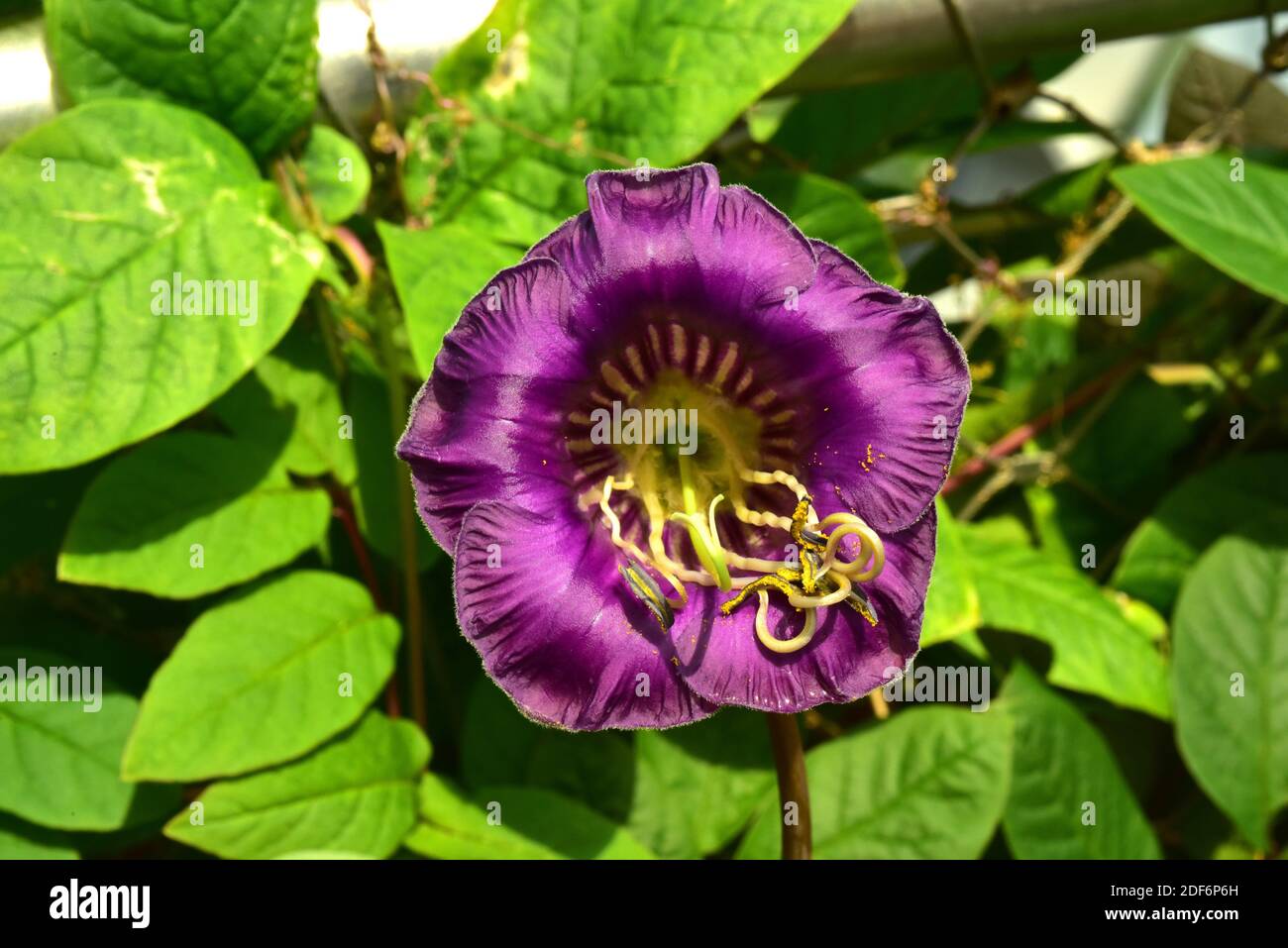 Cathedral bells or cup-and-saucer (Cobaea scandens) is a perennial plant native to tropical America. Leaves and Flower detail. Stock Photo