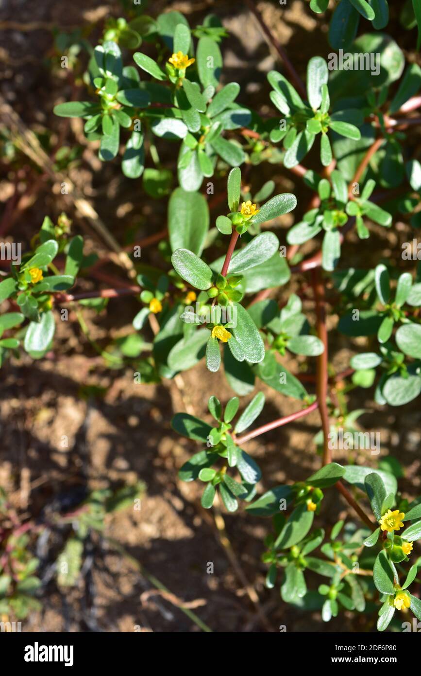Common purslane or verdolaga (Portulaca oleracea) is a succulent plant widely disseminate: south Europe, north Africa, India, Malaysia, Stock Photo