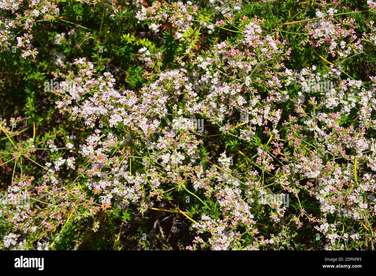 California buckwheat or Mojave buckwheat (Eriogon fasciculatum) is a shrub native to southwest USA and northwest Mexico. Stock Photo