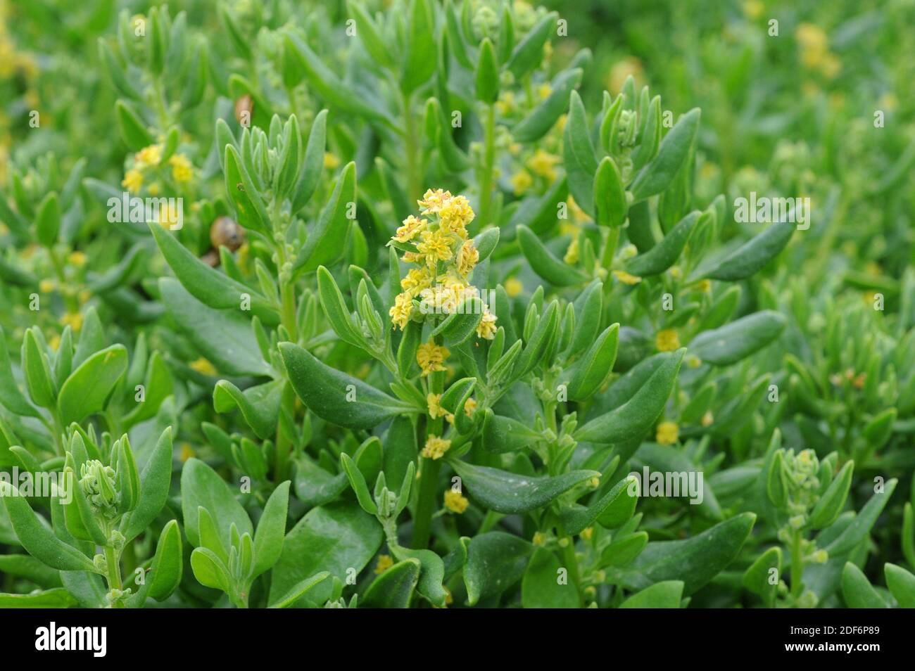 Vegetation in south africa hi-res stock photography and images - Alamy