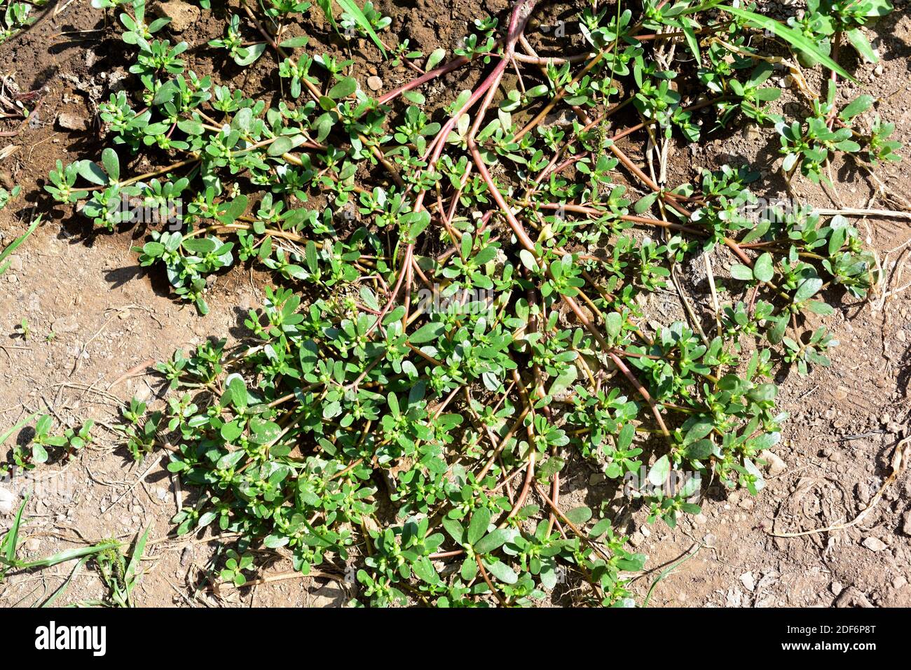 Common purslane or verdolaga (Portulaca oleracea) is a succulent plant widely disseminate: south Europe, north Africa, India, Malaysia, Stock Photo