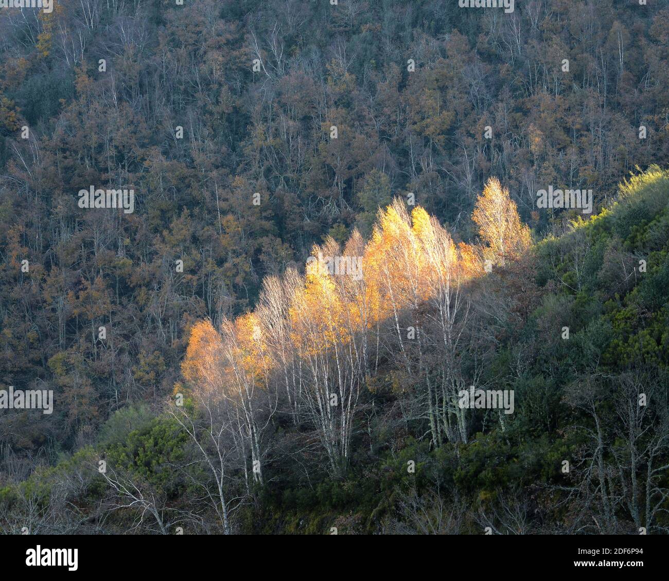 Autumn sunlight streaks across the hillside illuminating the yellowed tops of birch trees in a mountain forest in Ancares Stock Photo