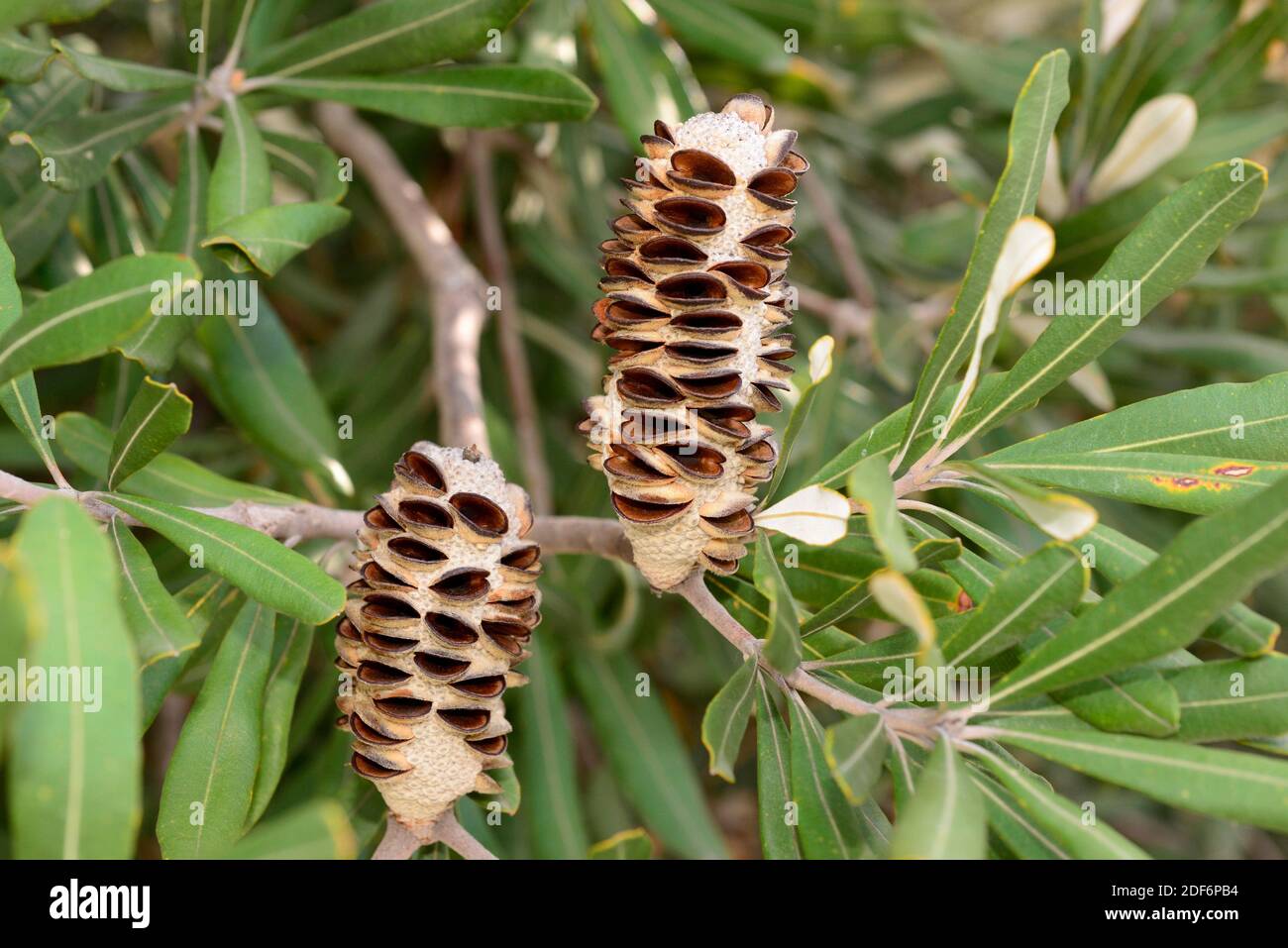 BANKSIA victoriae seeds N 302