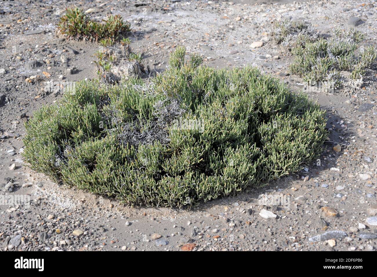 Salicornia articulada or sosa (Anabasis articulata, Anabasis hispanica or Salsola articulata) is a xerophytic shrub native to Sahara Desert, west Stock Photo