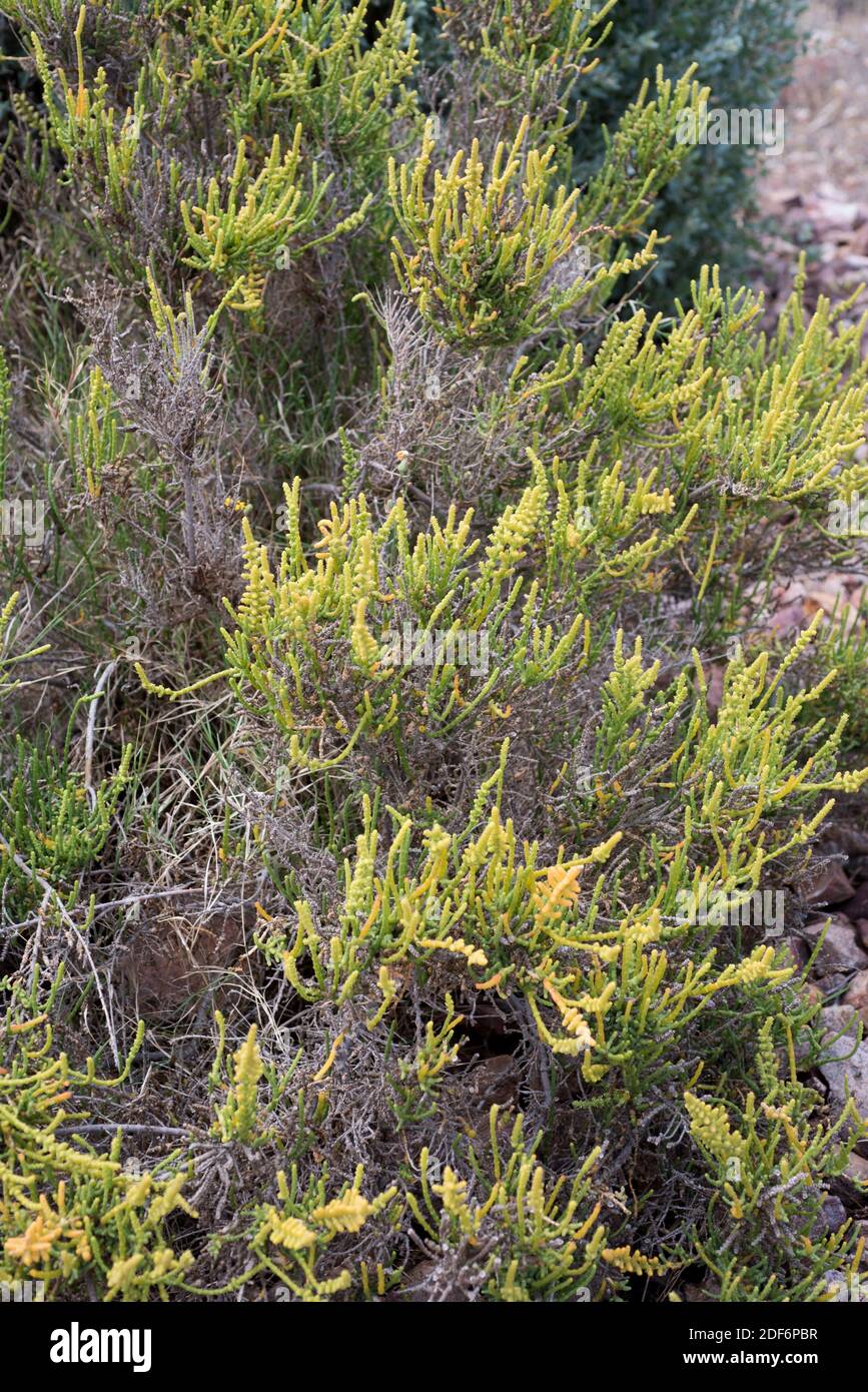 Alacranera or sosa jabonera (Arthrocnemum macrostachyum, Arthrocnemum glaucum or Salicornia macrostachya) is an halophyte subshrub native to Stock Photo