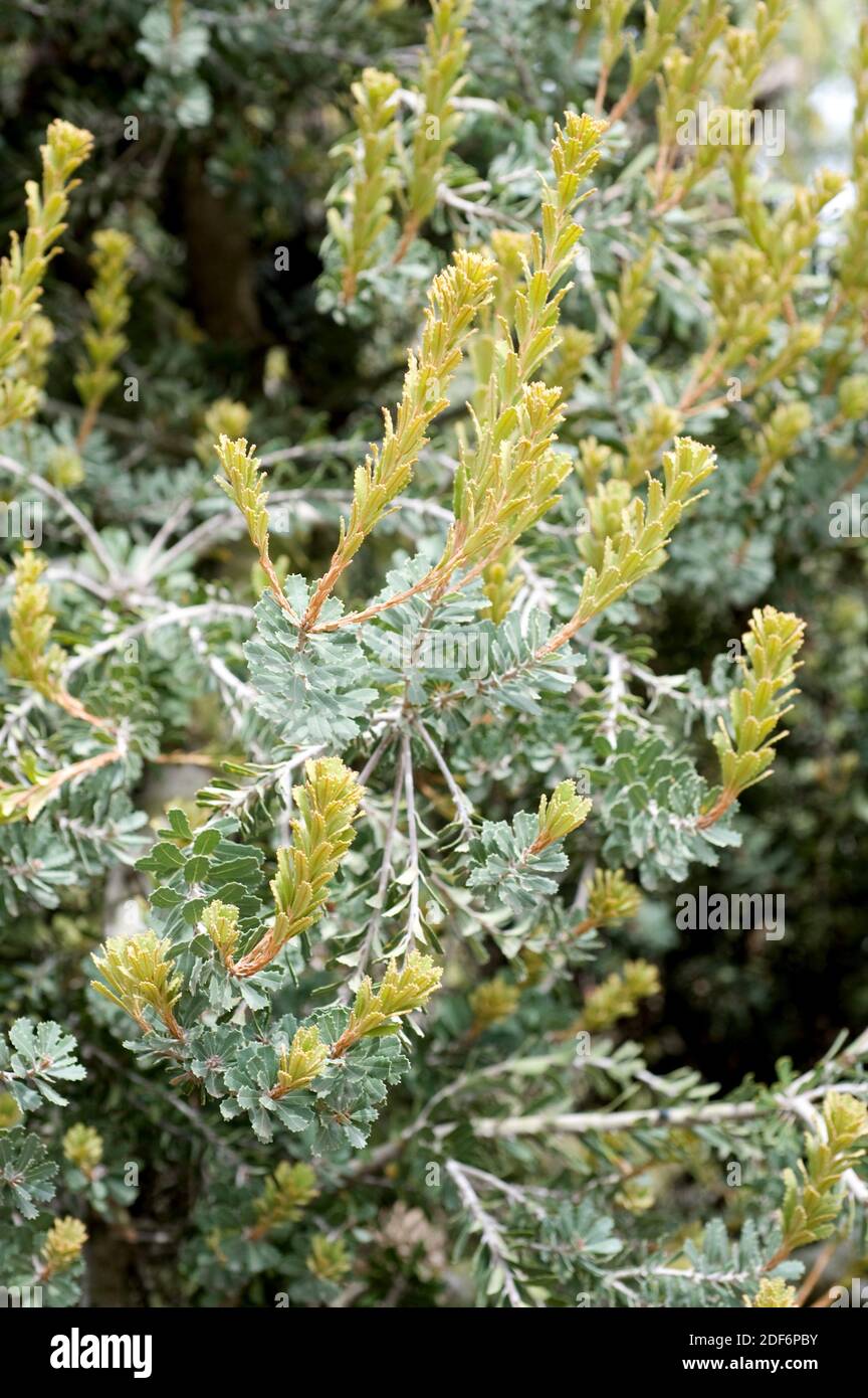 Cut-leaf banksia (Banksia praemorsa) is an evergreen shrub native to southwestern Australia. Stock Photo