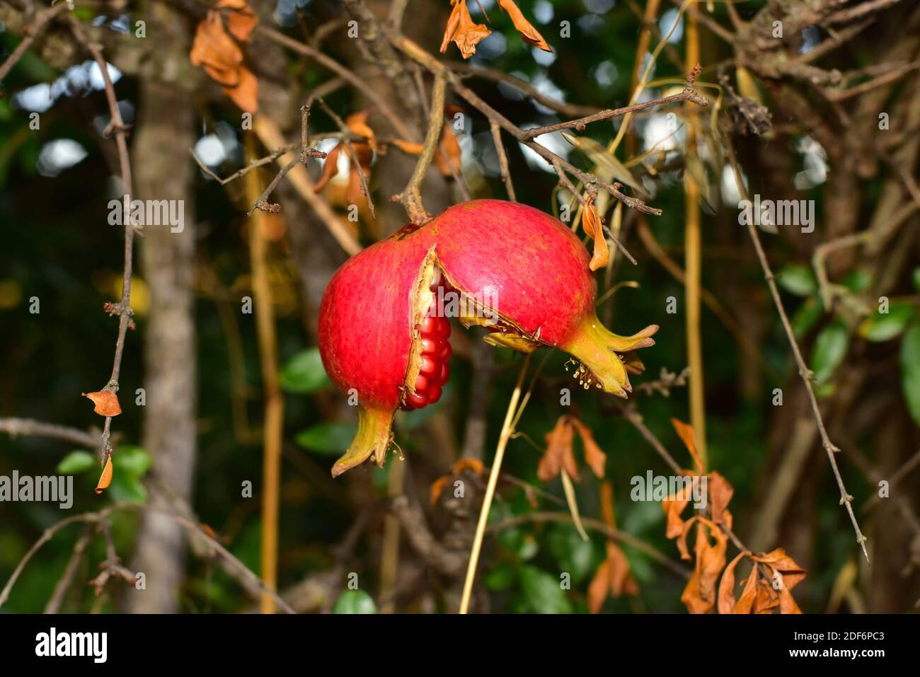 Pomegranate (Punica granatum) is a deciduous shrub native to Asia, from Iran to India. Is widely cultivated for its edible fruits. Stock Photo
