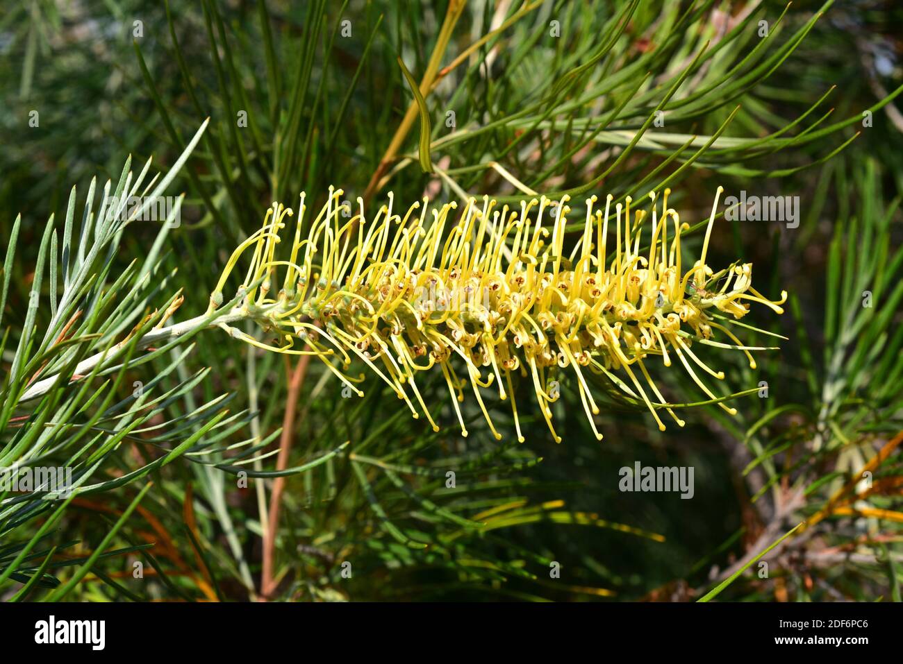 Golden grevillea (Grevillea sp. ) is a hydrid ornamental plant. Inflorescence detail. Stock Photo