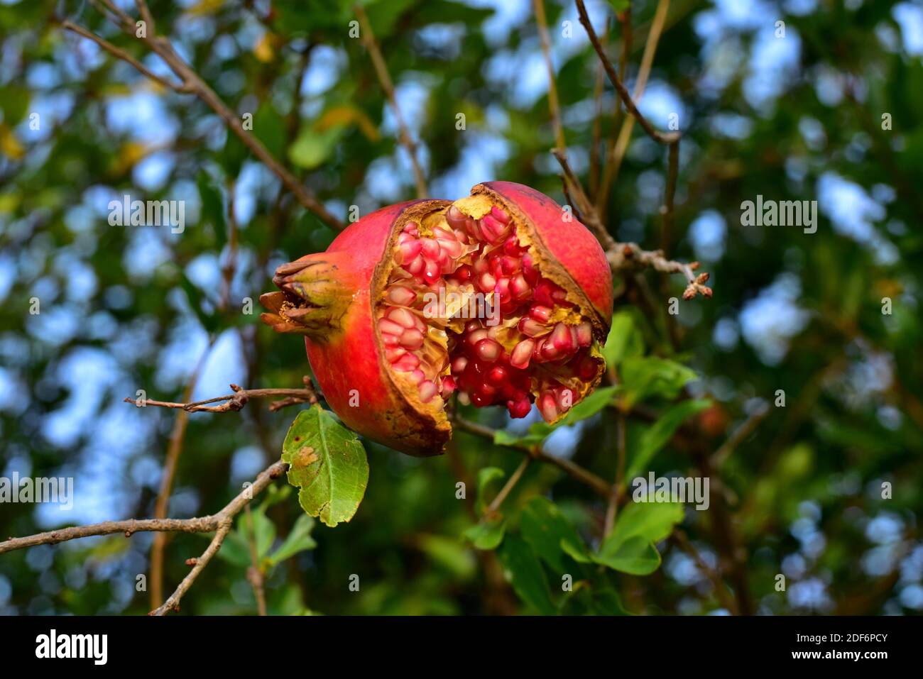 Pomegranate (Punica granatum) is a deciduous shrub native to Asia, from Iran to India. Is widely cultivated for its edible fruits. Stock Photo
