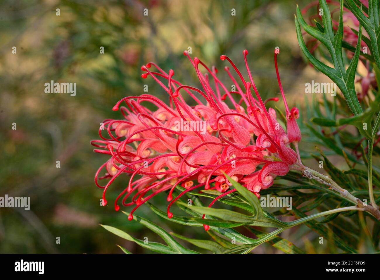 Johnson grevillea (Grevillea johnsonii) is an endemic shrub native to southeastern Australia. Stock Photo