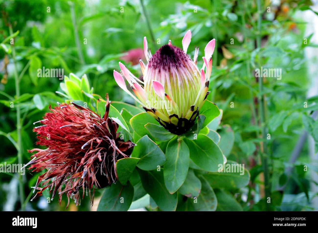Broad-leaved sugarbush (Protea eximia) is a shrub native to South Africa. Inflorescences detail. Stock Photo