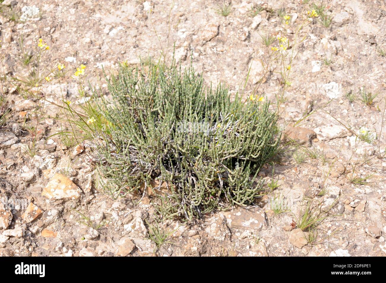 Salicornia articulada or sosa (Anabasis articulata, Anabasis hispanica or Salsola articulata) is a xerophytic shrub native to Sahara Desert, west Stock Photo