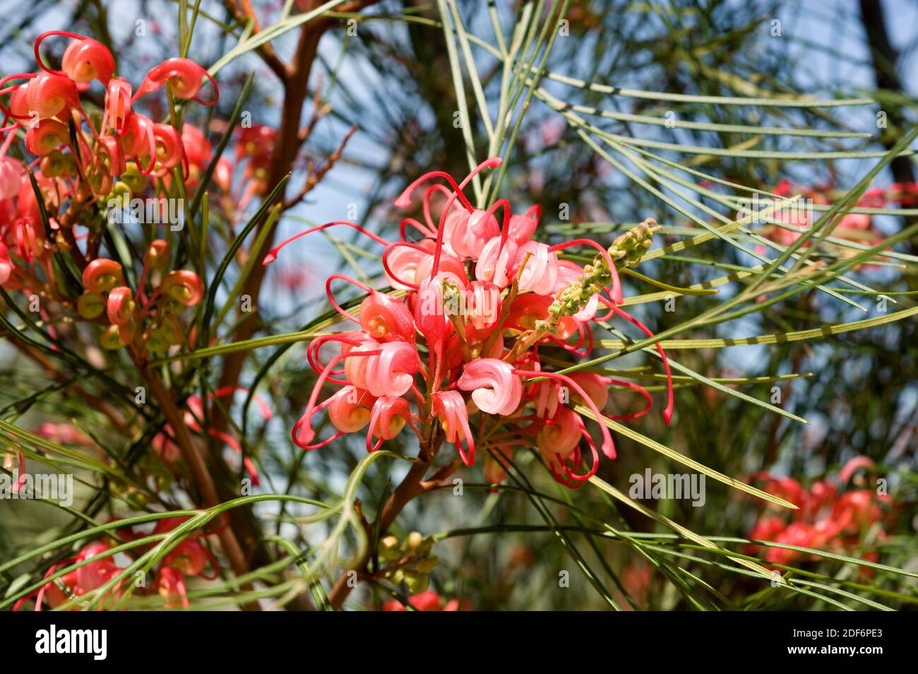 Johnson grevillea (Grevillea johnsonii) is an endemic shrub native to southeastern Australia. Stock Photo