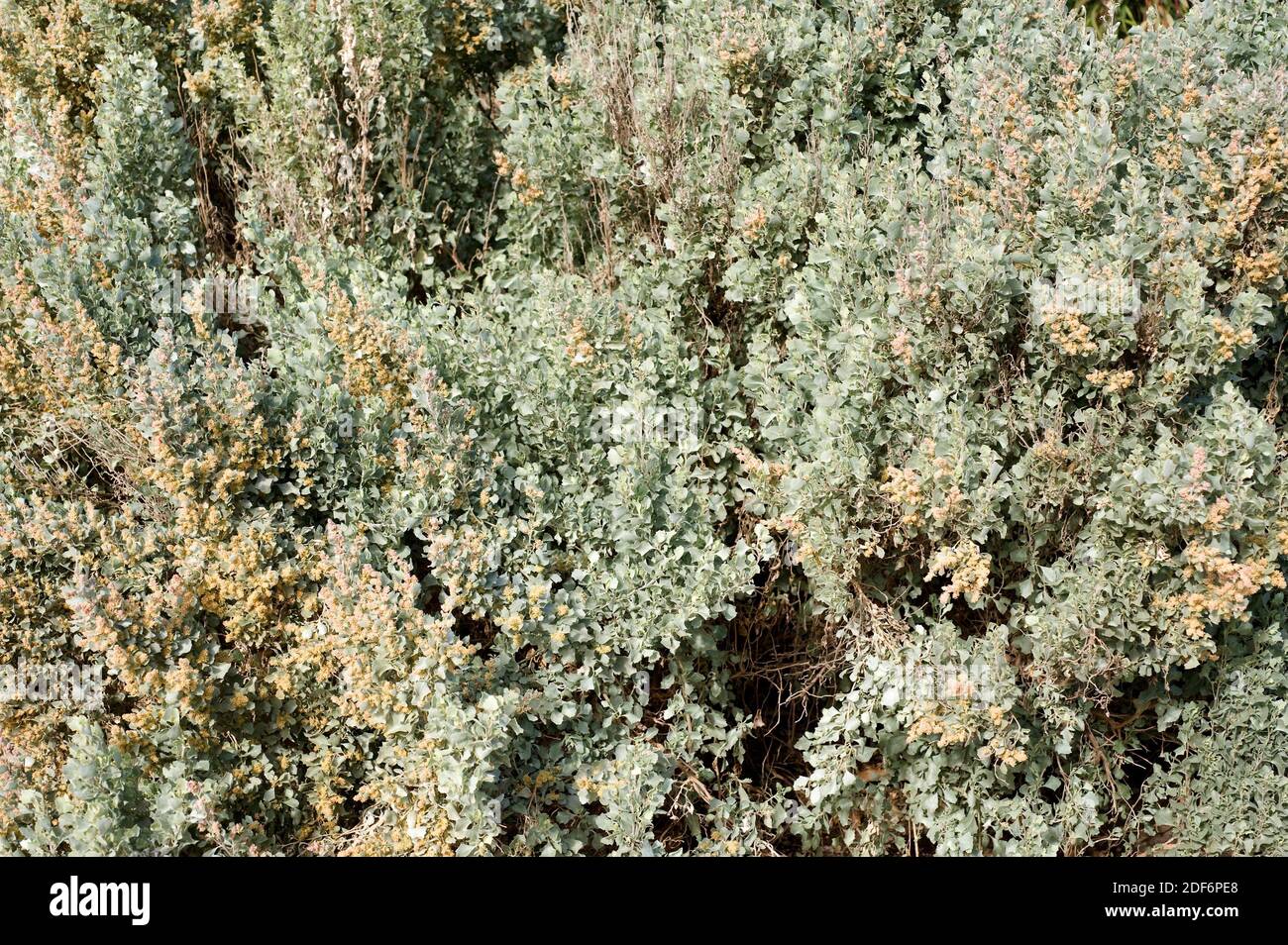 Oldman saltbush (Atriplex nummularia) is an halophyte shrub native to arid regions of Australia. Stock Photo