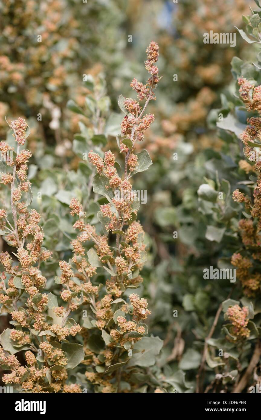 Oldman saltbush (Atriplex nummularia) is an halophyte shrub native to arid regions of Australia. Inflorescences detail. Stock Photo