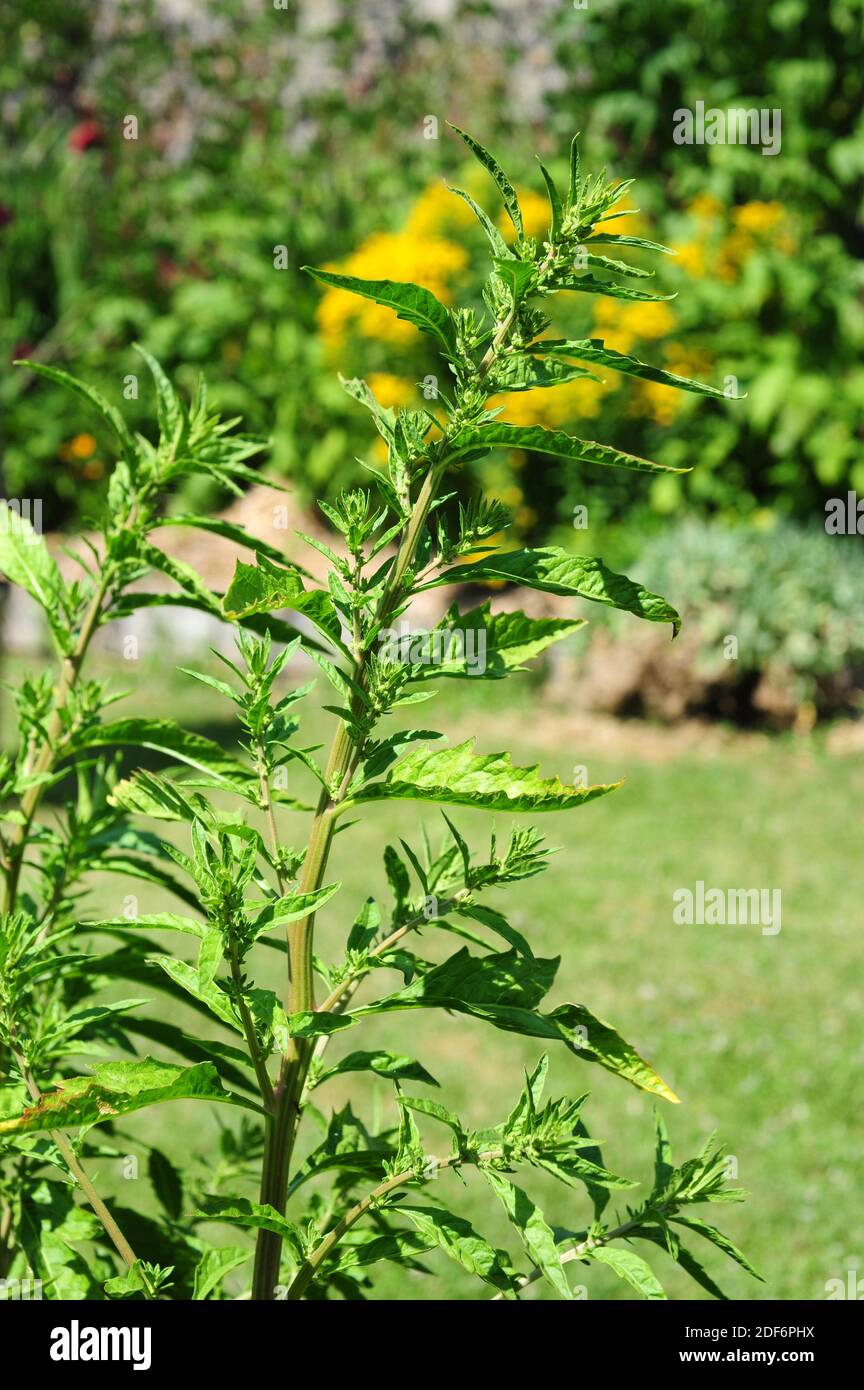 Nettleleaved goosefoot (Chenopodium murale or Chenopodiastrum murale