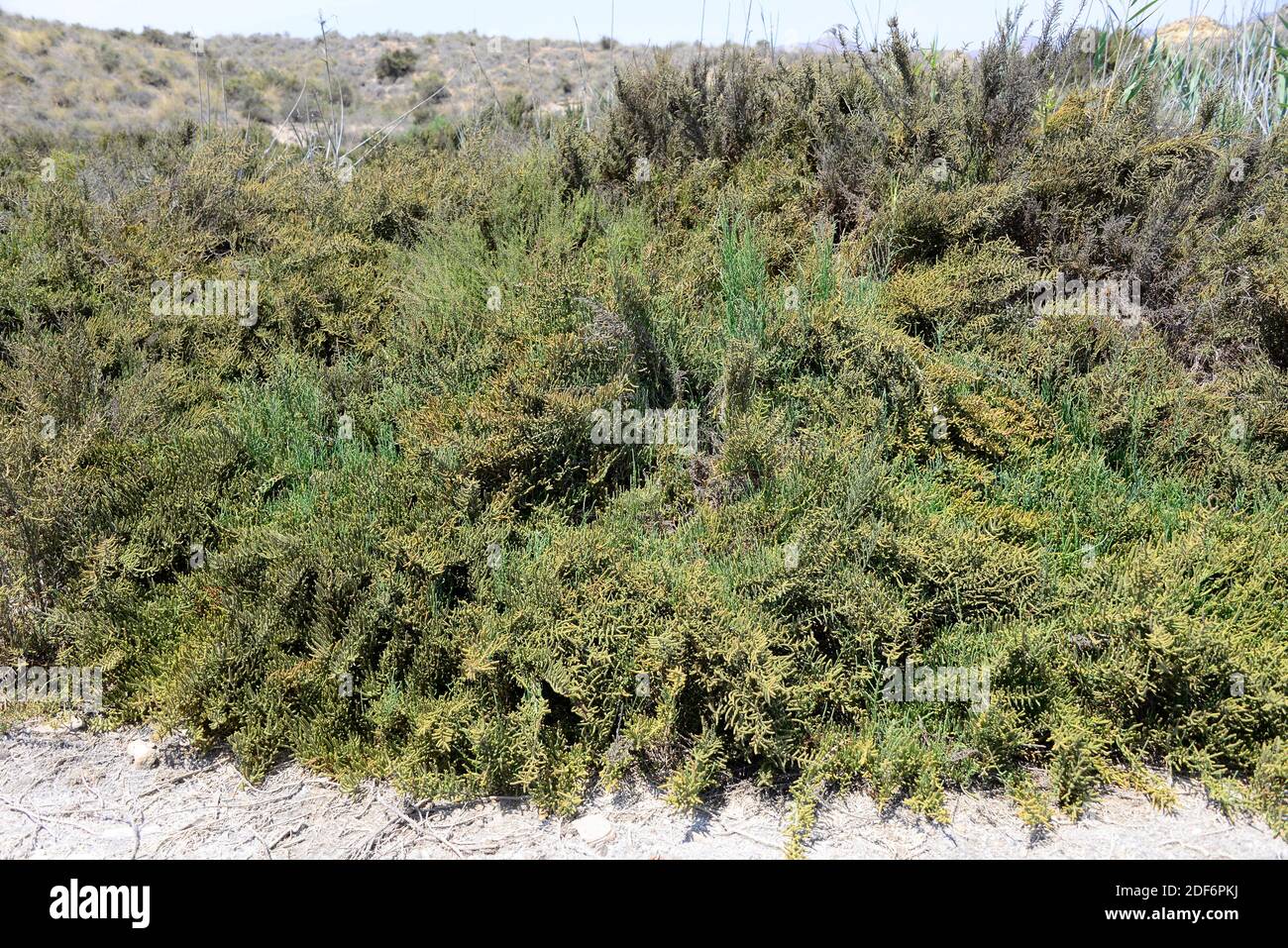 Glasswort, saltwort or samphire (Sarcocornia fruticosa, Salicornia fruticosa or Arthrocnemum fruticosum) is an halophyte shrub native to Stock Photo
