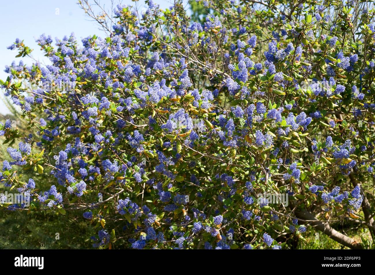 Ceanothus Ceanothus High Resolution Stock Photography and Images - Alamy
