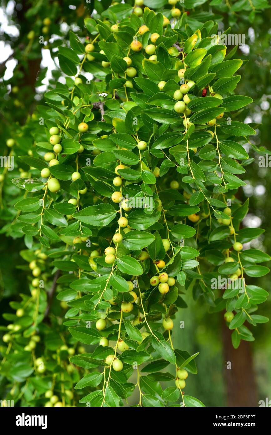 Jujube or red date (Ziziphus jujuba) is a deciduous tree native probabily to southern Asia and cultived in many temperate regions for its edible Stock Photo